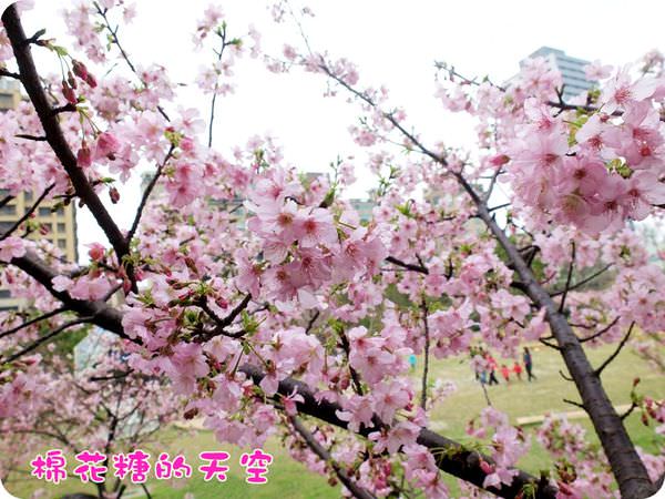 00櫻花小山坡3