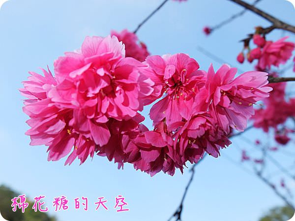 00櫻花獨照2 00櫻花獨照2