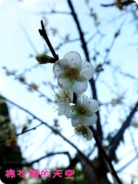 00梅花6