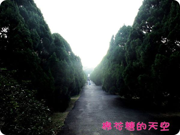 00柏樹