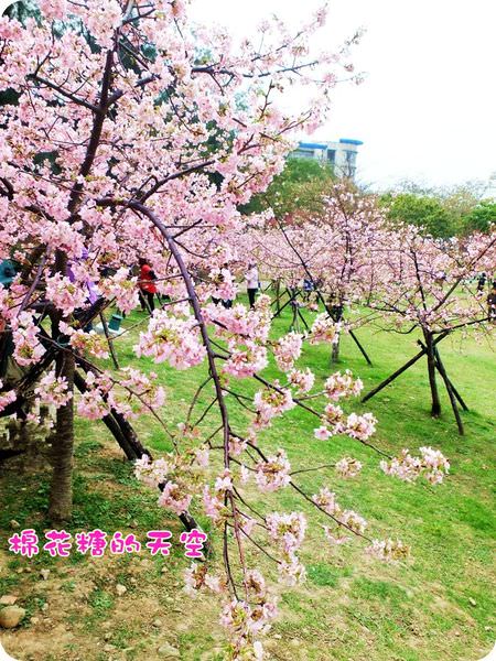 00櫻花小山坡2