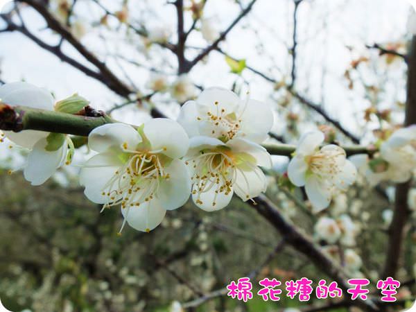 00梅山梅花6