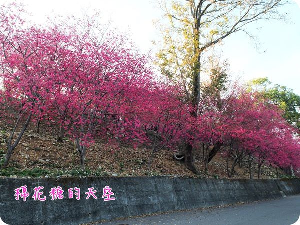 00櫻花波