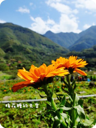 01金盞花田10.JPG
