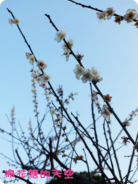 00梅花7