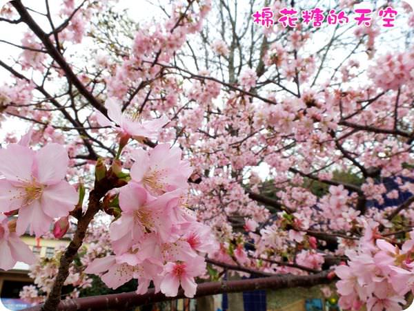 00櫻花隧道6