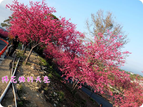 00櫻花波2