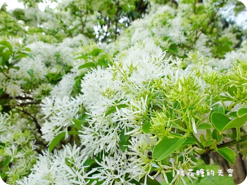 《台中賞花》大滿開！綠園道上流蘇樹上小小白色花兒開滿滿～快來賞花唷！