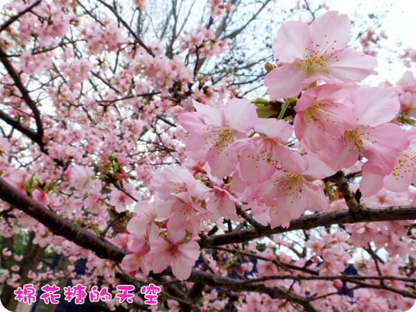 00櫻花隧道特寫4