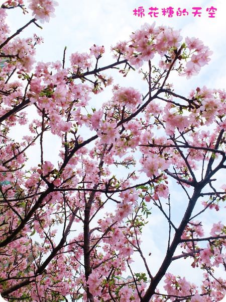00櫻花天空5