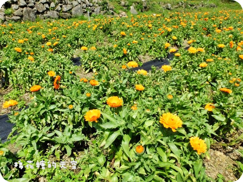 01金盞花田3.JPG
