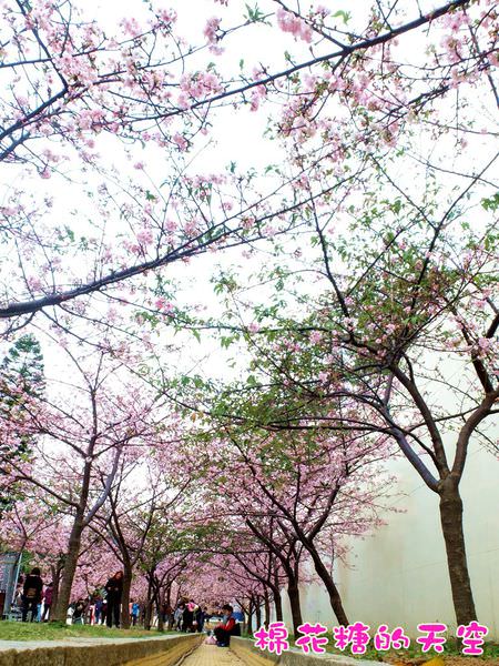 00櫻花隧道3