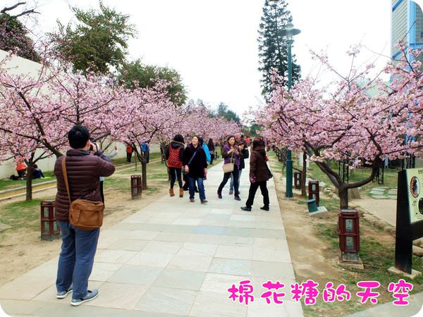 00櫻花隧道5