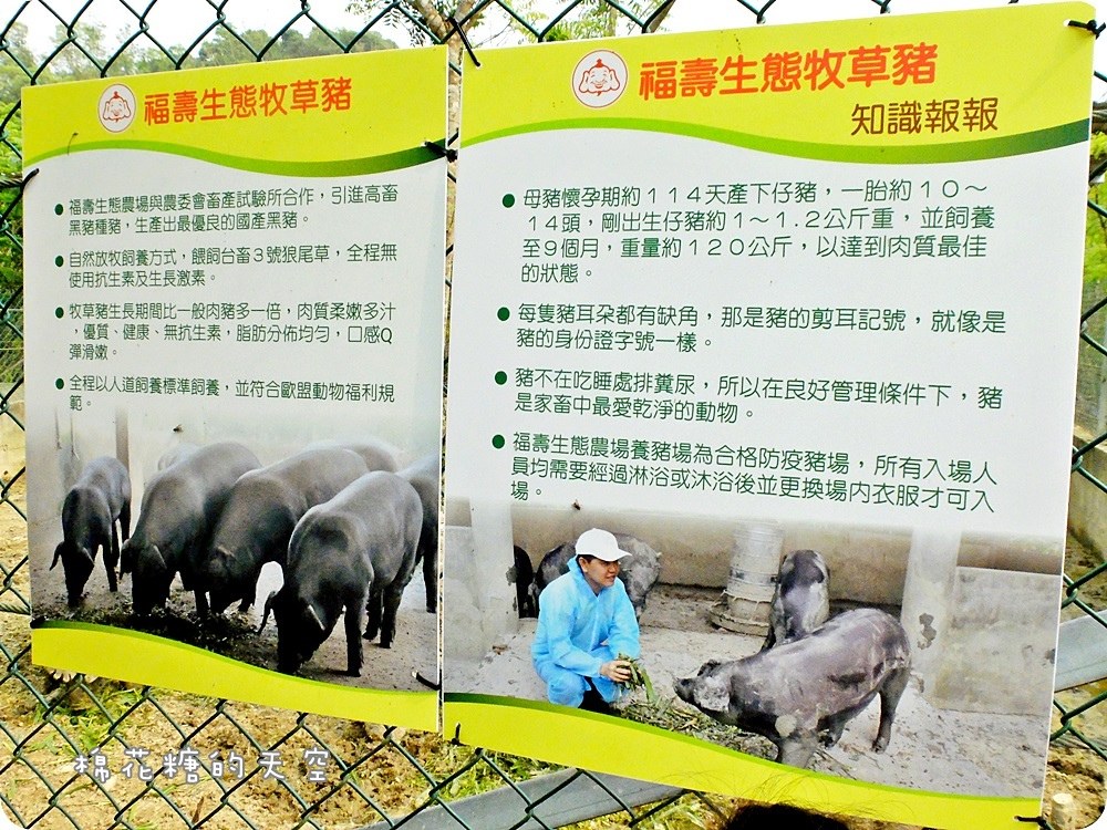 農場豬4.JPG