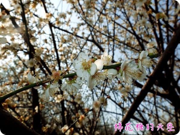 00梅花5