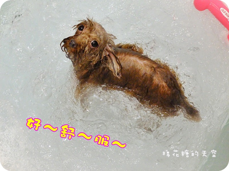 台中狗住宿-狗狗美容spa