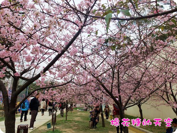 00櫻花隧道4