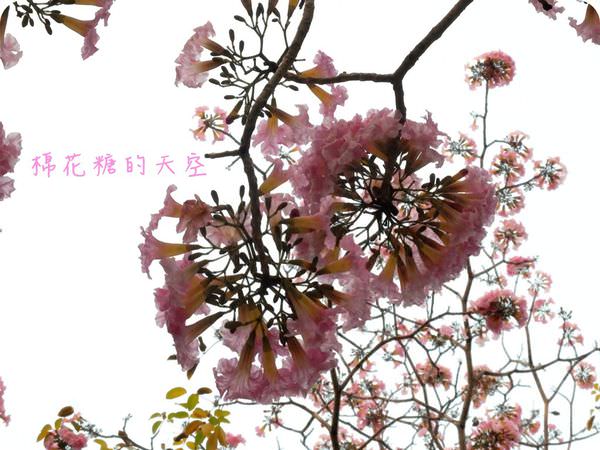 00花與天空2.JPG