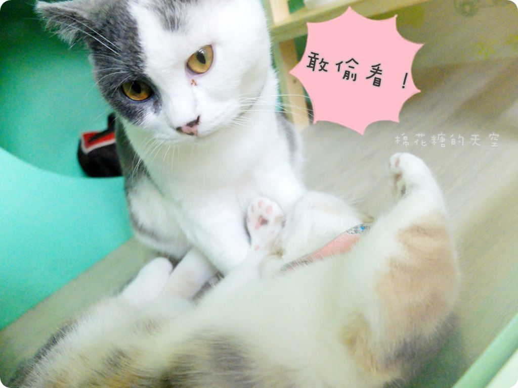 00店貓2.JPG