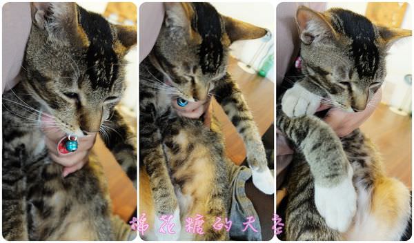 00貓店長2.jpg