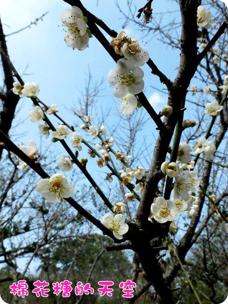 00梅山梅花3
