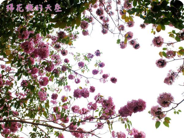 00花與天空4.JPG