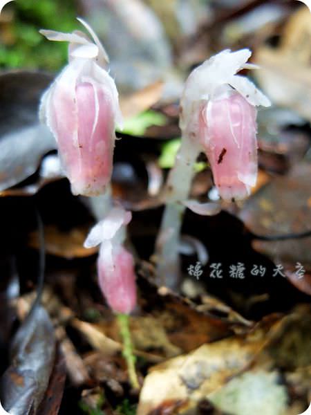 00粉紅水晶蘭2.JPG