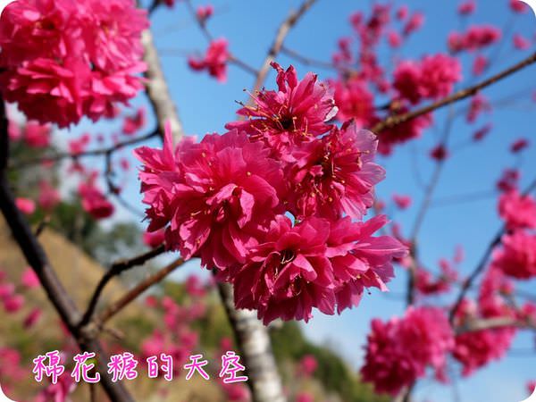 00櫻花獨照4 00櫻花獨照4