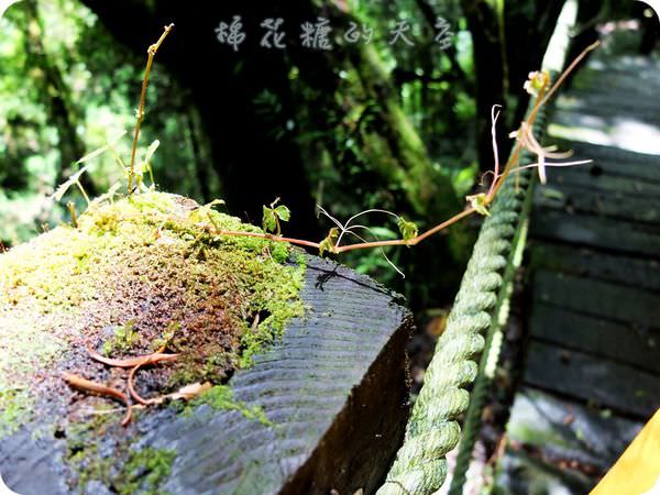 00杜鵑林道4.JPG