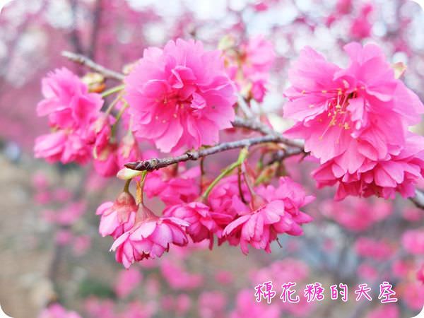 00櫻花特寫3