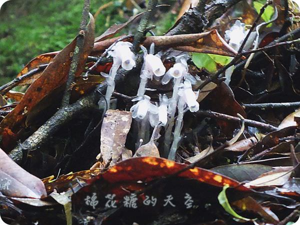 00白色水晶蘭3.JPG