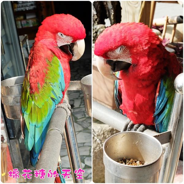 00公園旁鸚鵡