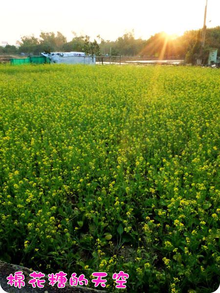 00油菜花