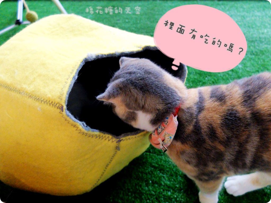 00店貓4.JPG