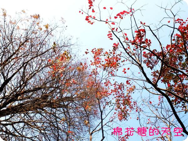 00交大紅葉