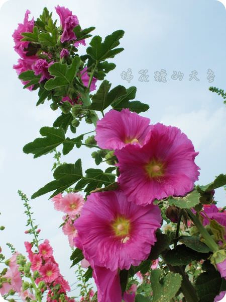 00花與藍天3.JPG