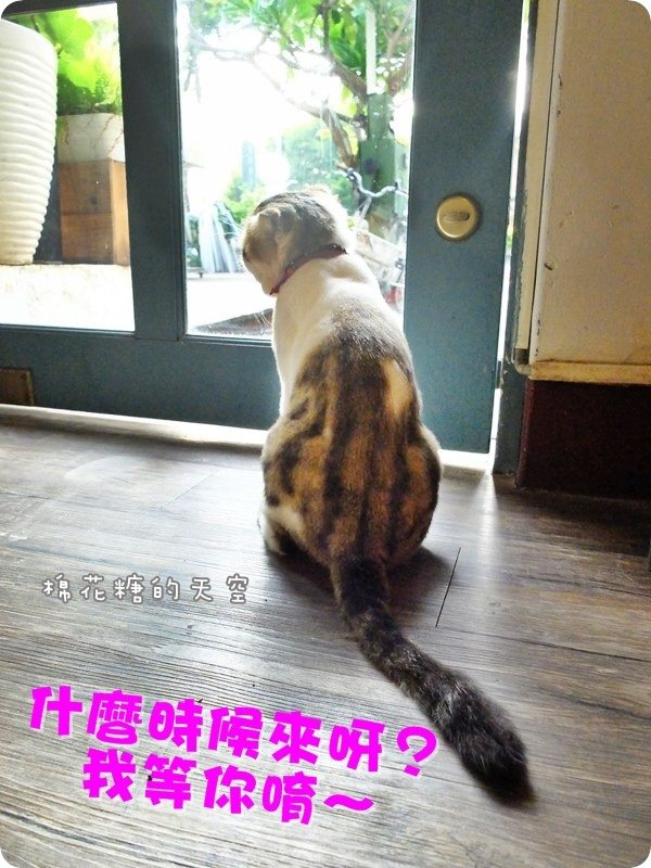 00店貓6.JPG