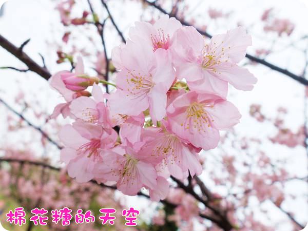 00櫻花特寫2