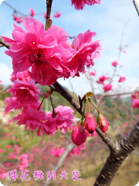 00櫻花獨照6 00櫻花獨照6