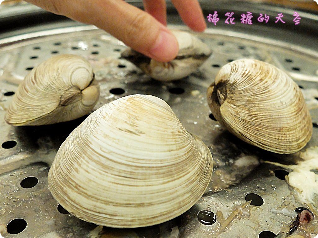 00牛奶貝2.JPG 00牛奶貝2.JPG