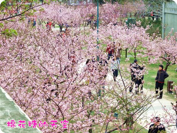 00櫻花隧道7
