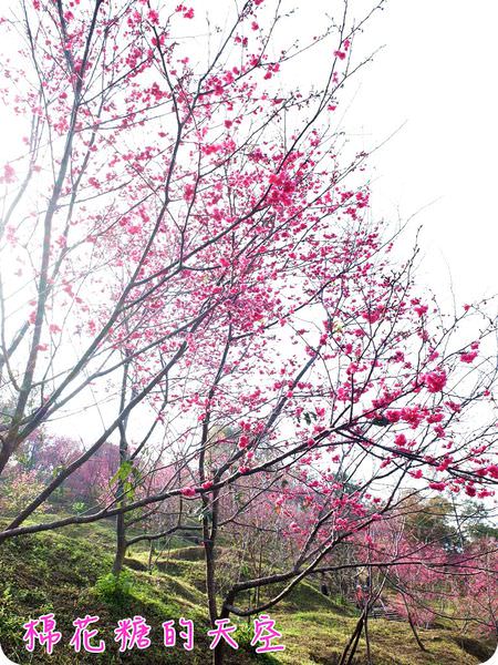 00櫻花天空4 00櫻花天空4