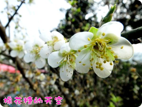 00梅山梅花4