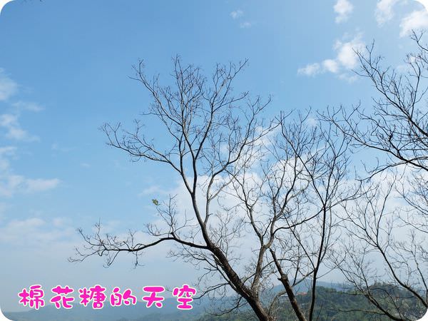 00藍天枯枝