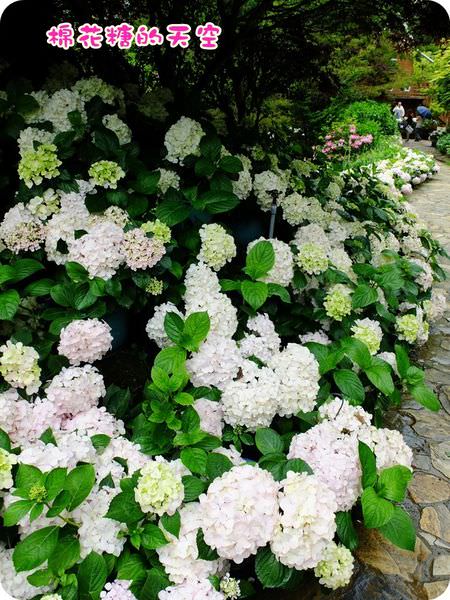 繡球花海