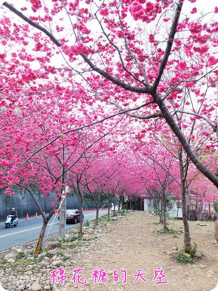 00櫻花隧道3