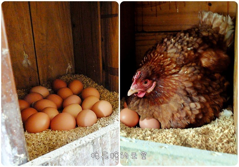 農場6.jpg