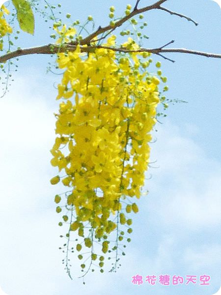 00國小旁3.JPG