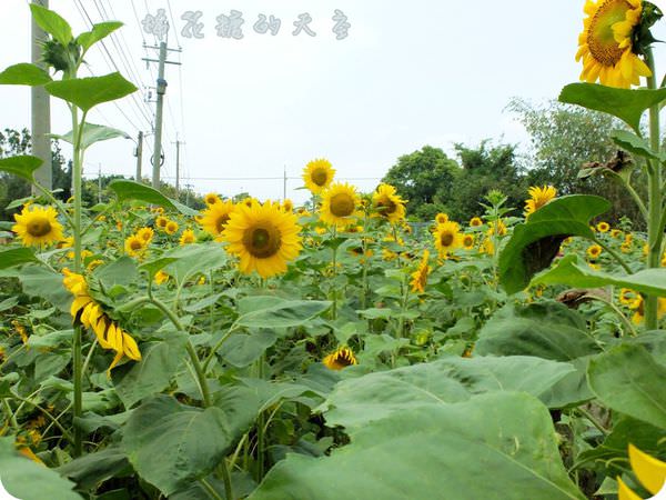 00向日葵3.JPG