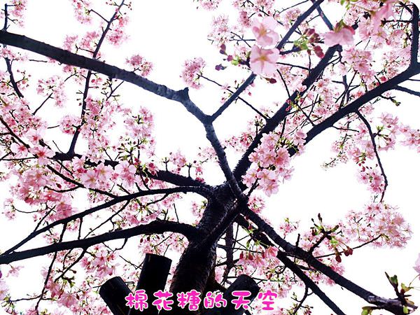 00櫻花天空2